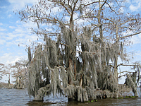 Swamp/Coastal/Bayou/Marsh Theme